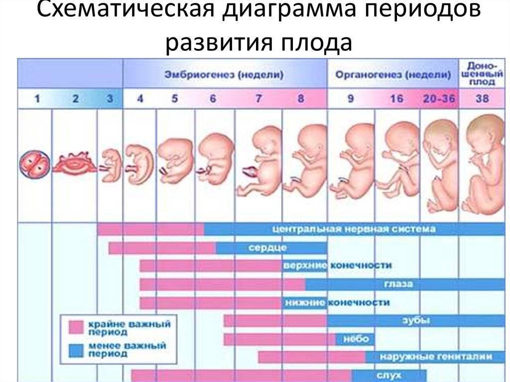 Видео: все этапы беременности