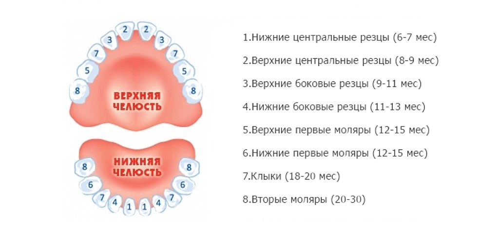 Прорезывание зубов у детей: симптомы, сроки и последовательность, фото дёсен