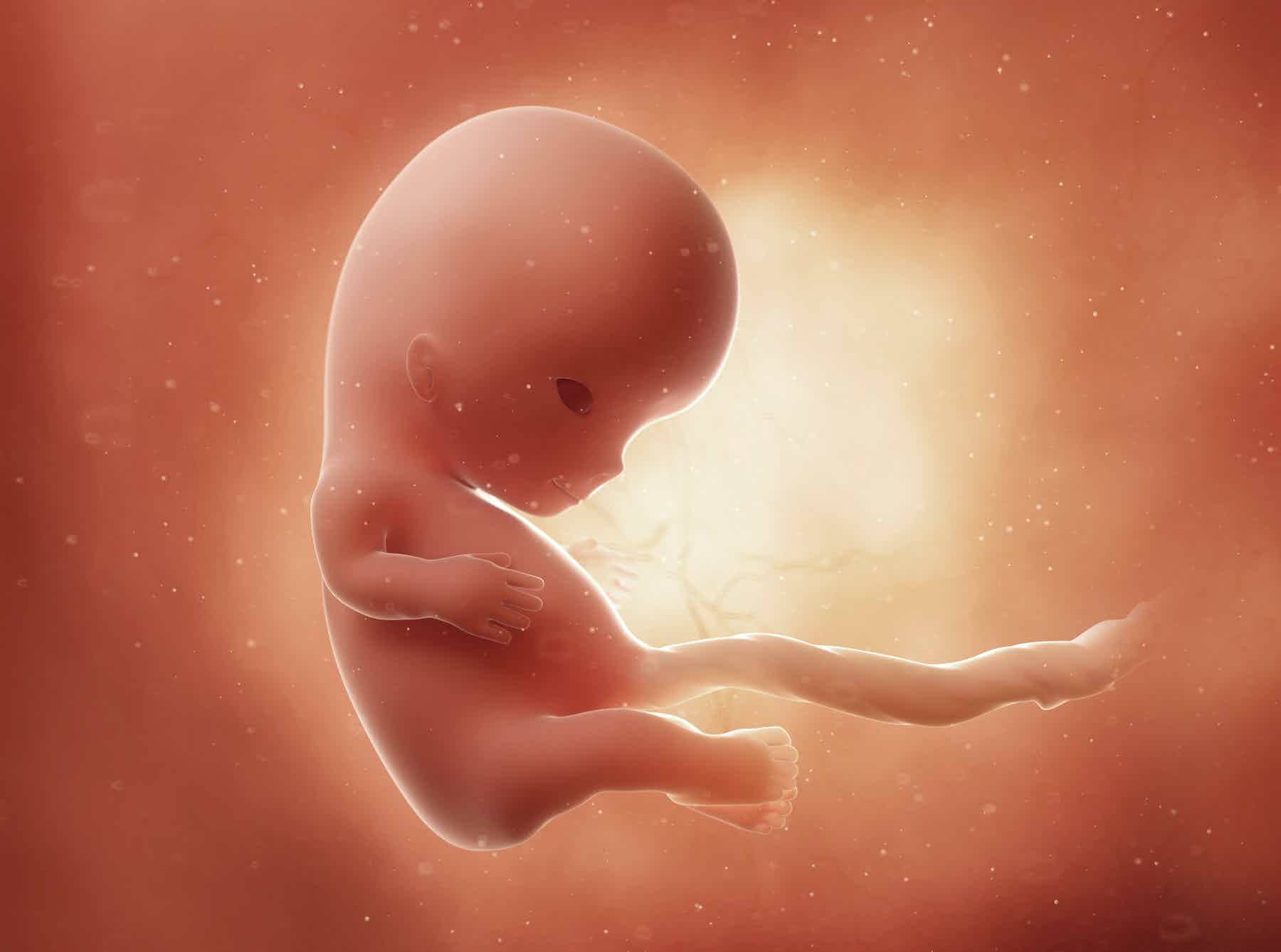 9 неделя беременности: что происходит с малышом и мамой, развитие плода ощущения