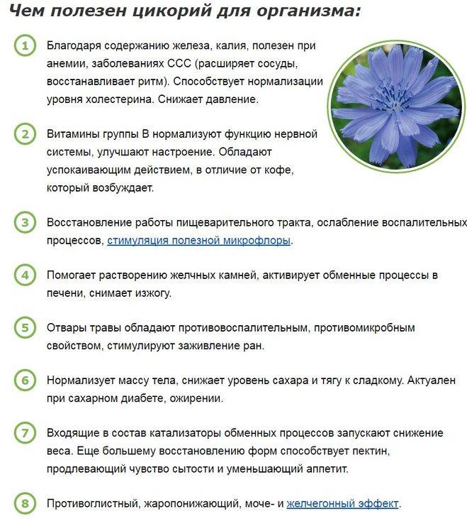 Цикорий дикий (цикорий обыкновенный) cichorium intybus l. (аналитический обзор)