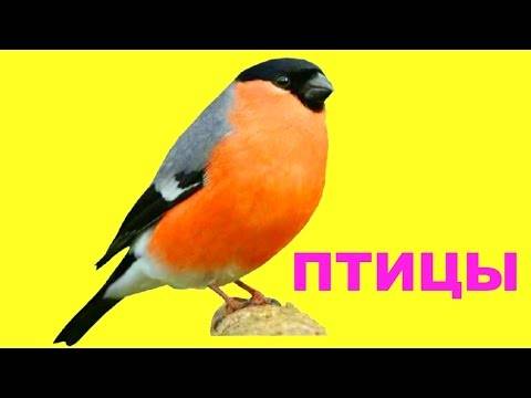 Птицы и звуки птиц. методика домана