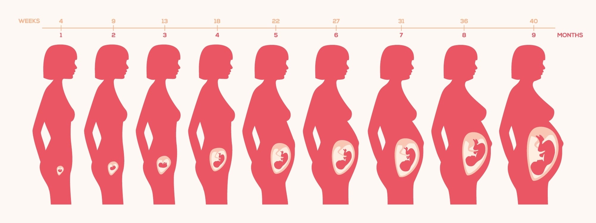 Беременность 6 недель – развитие плода и ощущения женщины