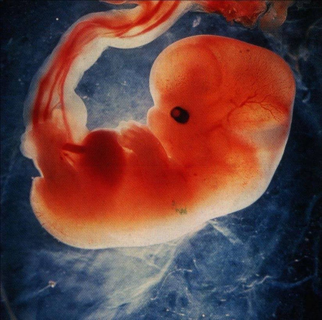 5 неделя беременности. что происходит в организме женщины? | аборт в спб