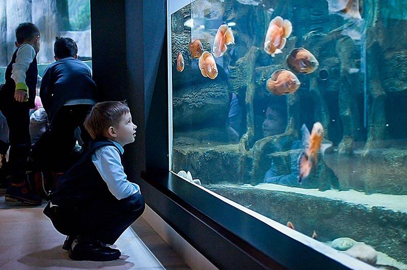 Куда можно пойти с детьми в Краснодаре, зоопарки и океанариум, музеи и центры детского творчества