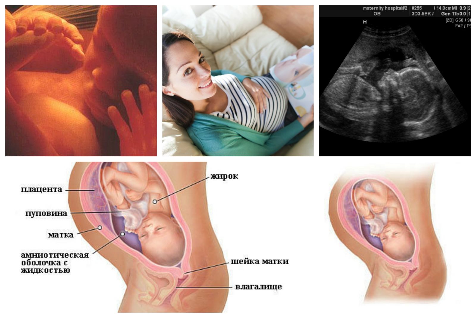 26 неделя беременности: что происходит с малышом и мамой, вес, рост, развитие и шевеления плода, ощущения, фото