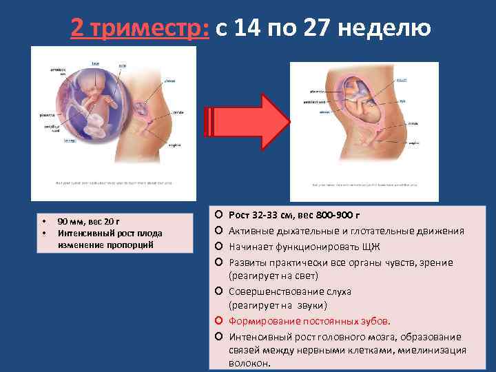 27 неделя беременности развитие и фото — евромедклиник 24