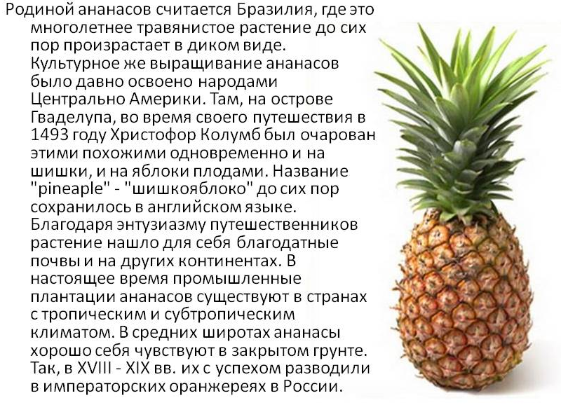 Консервированные ананасы при грудном вскармливании: можно ли употреблять при гв, есть ли от продукта польза кормящей маме, какой вред, и рецепты блюд