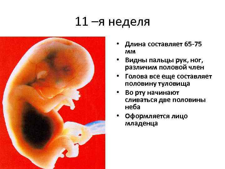 Фетометрия плода: размеры по неделям беременности по узи (таблица норм)