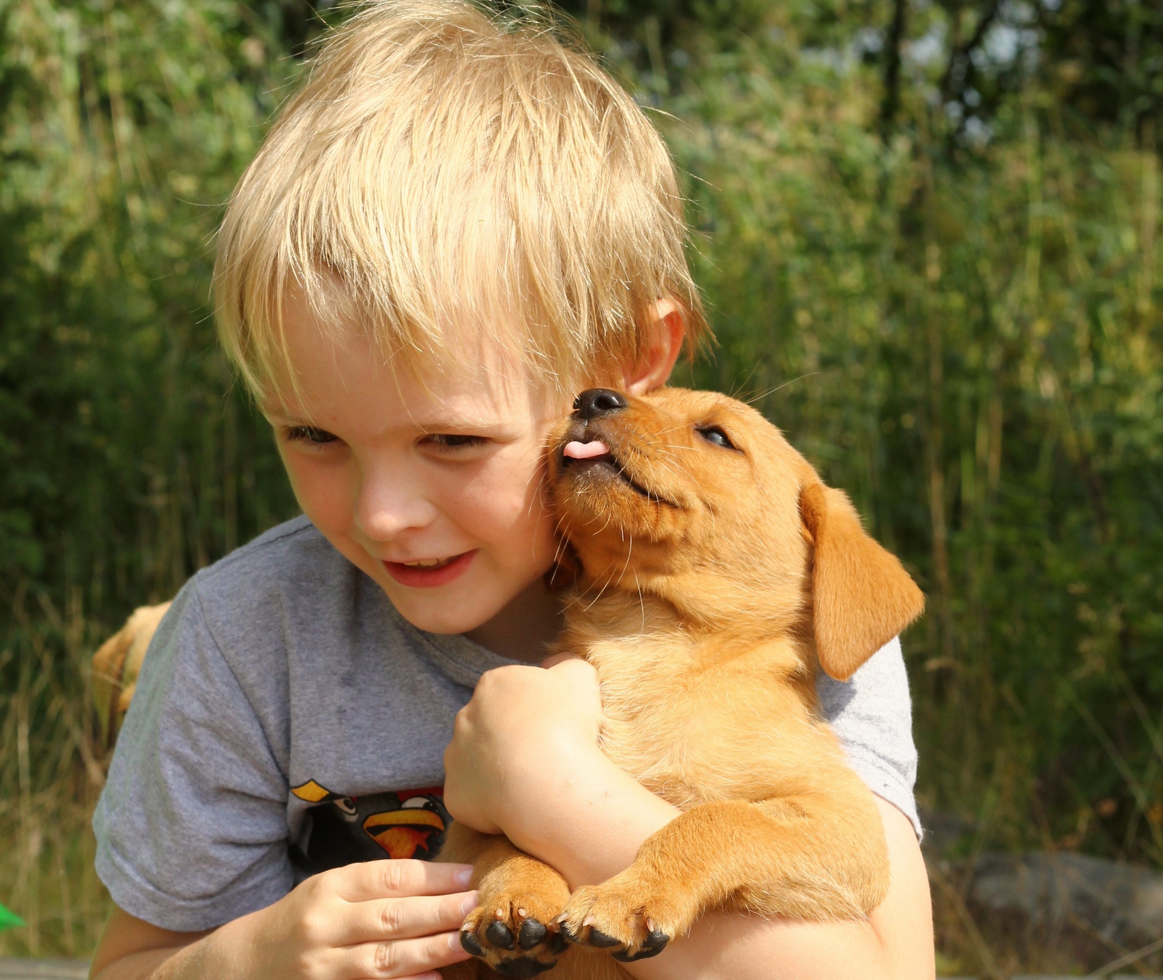 Фото собак мальчиков. Собака для детей. Мальчик с собакой. Щенок мальчик. Домашние питомцы для детей.