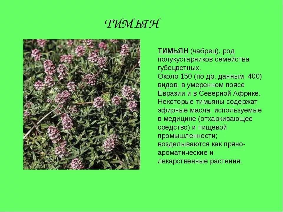 Чабрец: рецепты, применение и противопоказания