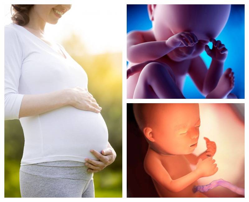 23 неделя беременности развитие и фото — евромедклиник 24