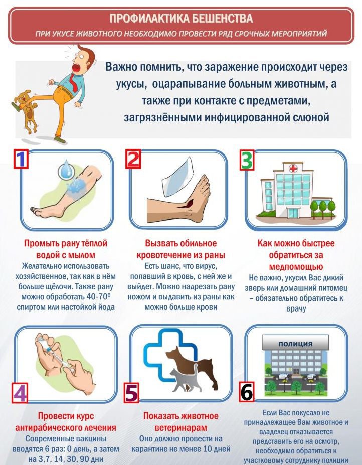 Нагноение, бешенство, столбняк: как помочь ребенку после укуса собаки - новости yellmed.ru
