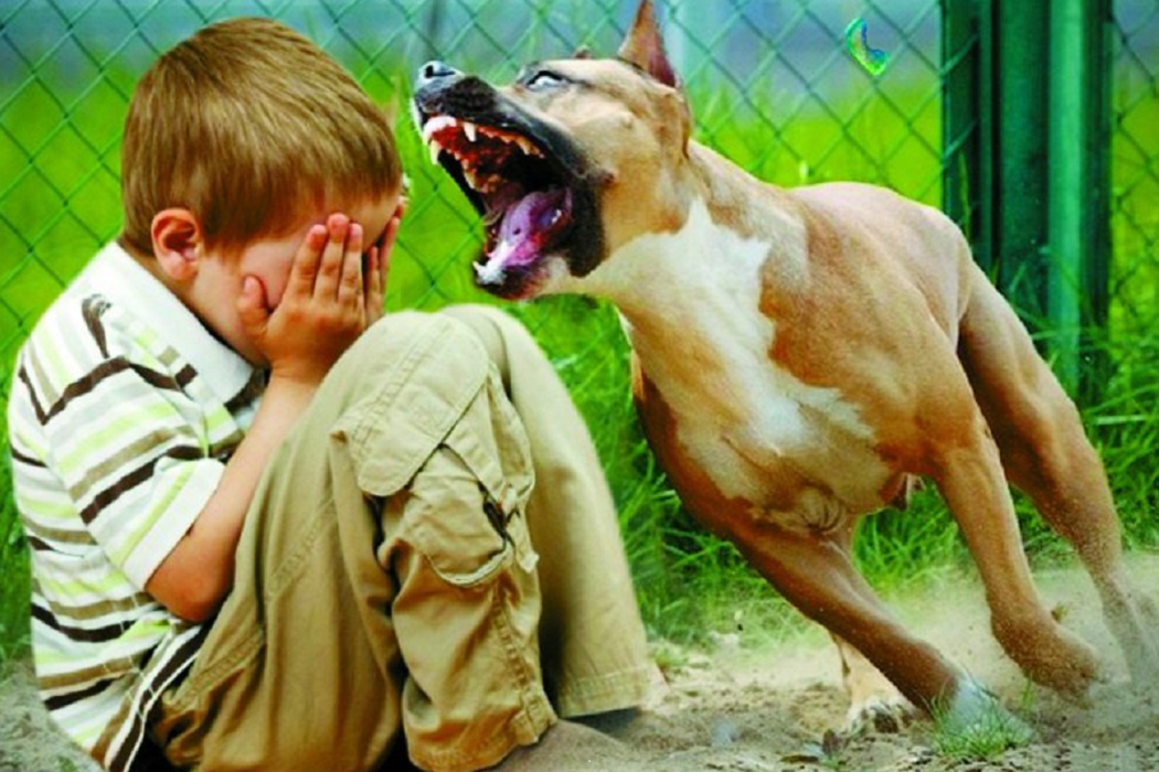 Как воспитать собаку, не прибегая к насилию? 6 полезных кинологических секретов — нож