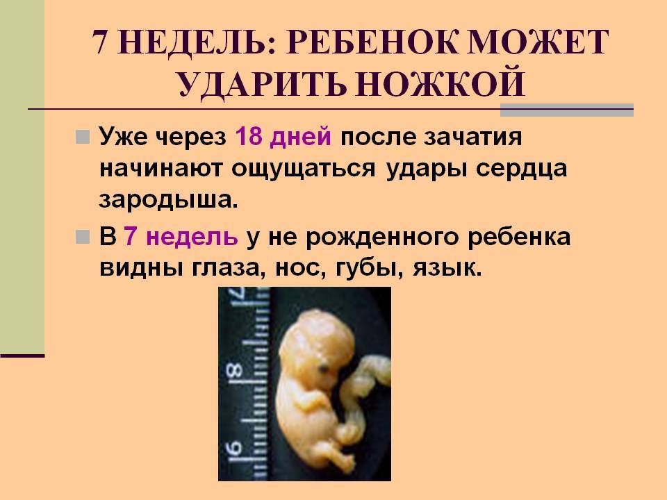 7 неделя беременности :: polismed.com