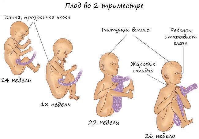 Второй триместр беременности