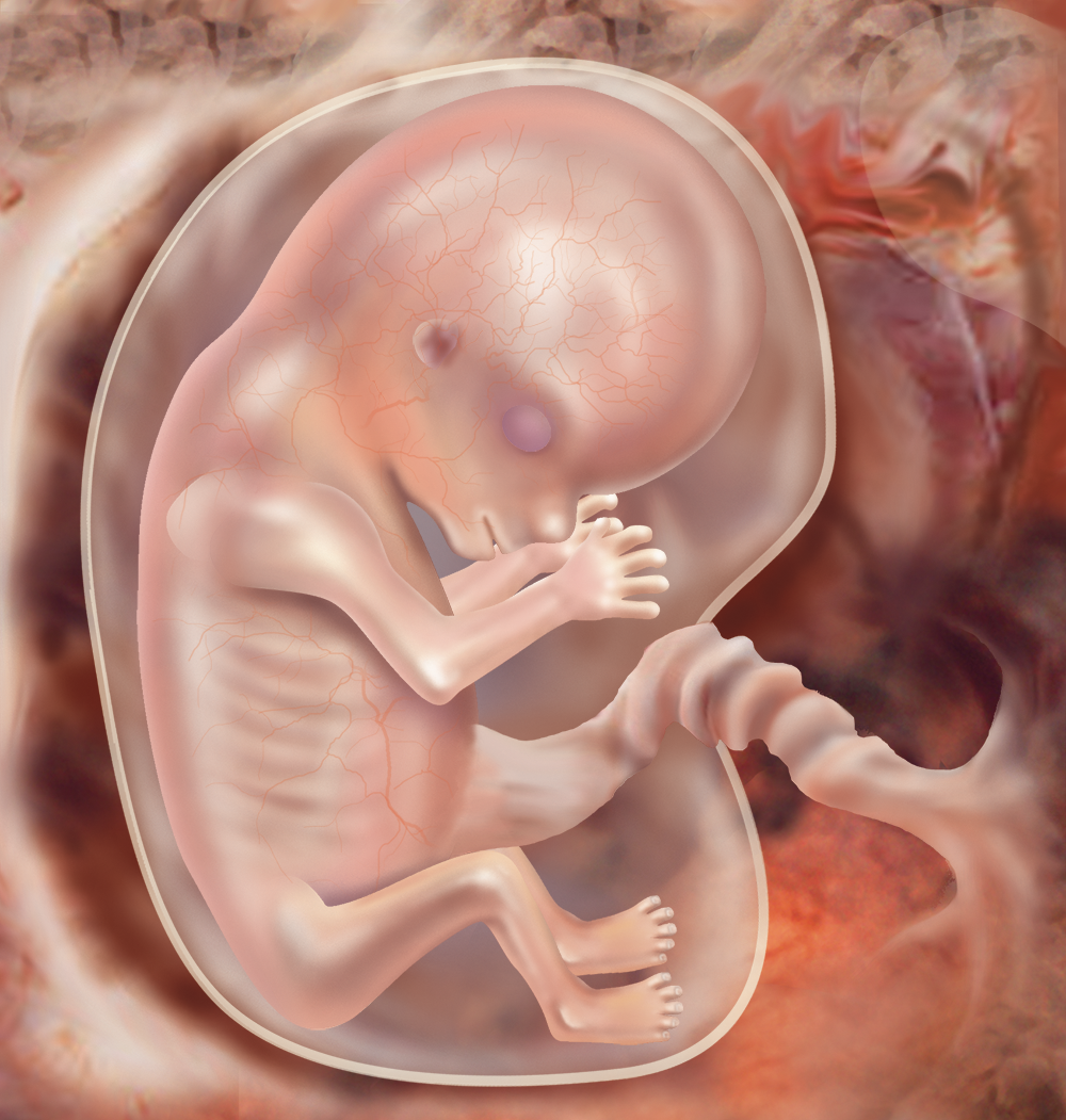 Развитие эмбриона на девятой акушерской неделе беременности
