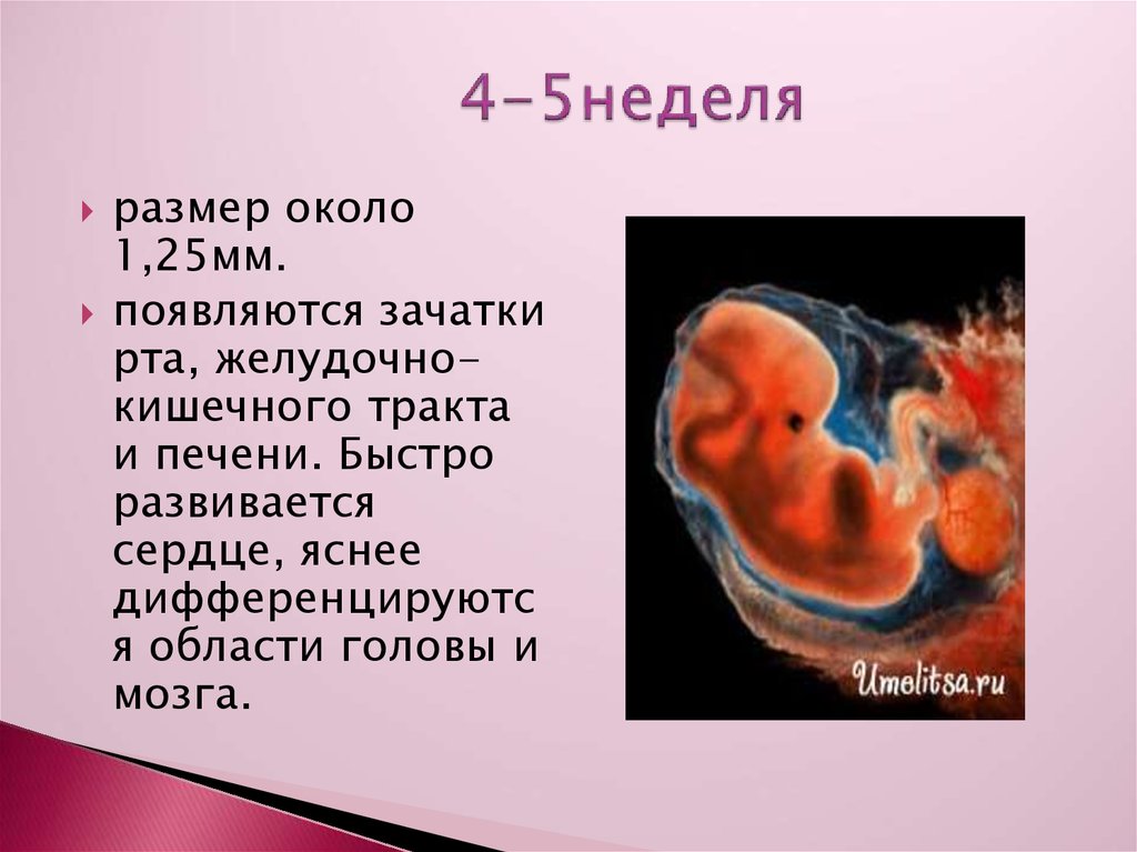 5 недель | клиника ведения беременности в пятигорске