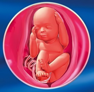 25 неделя беременности развитие и фото — евромедклиник 24