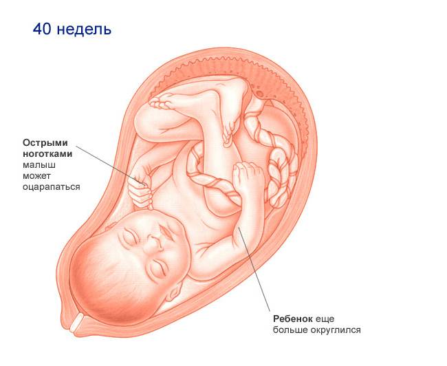 Беременность 40 недель 1 роды. Плод на 40 неделе беременности в животе. Расположение плода на 40 неделе беременности. Ребёнок на 40 неделе беременности в животе.