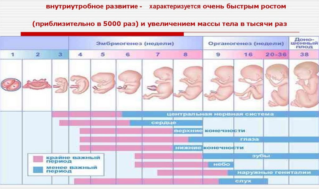 Развитие эмбриона и плода с первых минут оплодотворения и беременности - неделя 1 | аборт в спб