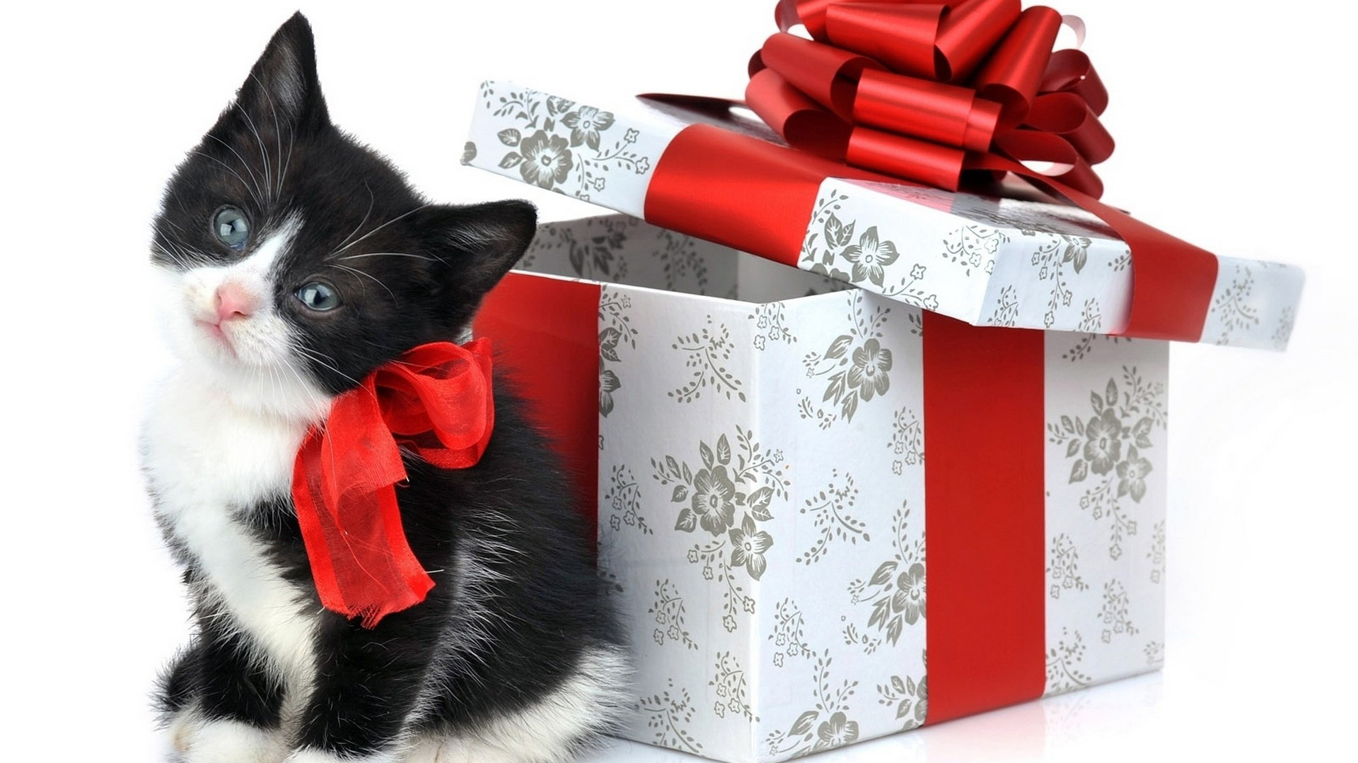 Что подарить кошке на день рождения и новый год. 23 идеи