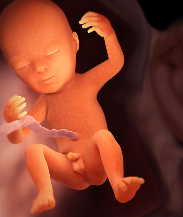 Почему можно не заметить беременность до самых родов?