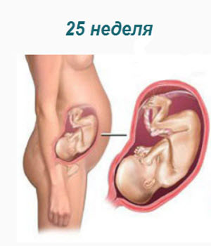 25 неделя беременности: ощущения, признаки, развитие плода