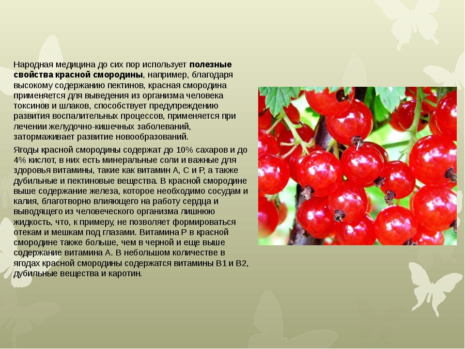 Красная смородина: польза и вред для здоровья | food and health