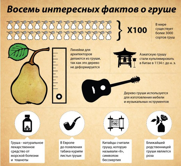 Польза и вред груши — 10 лечебных свойств для организма человека