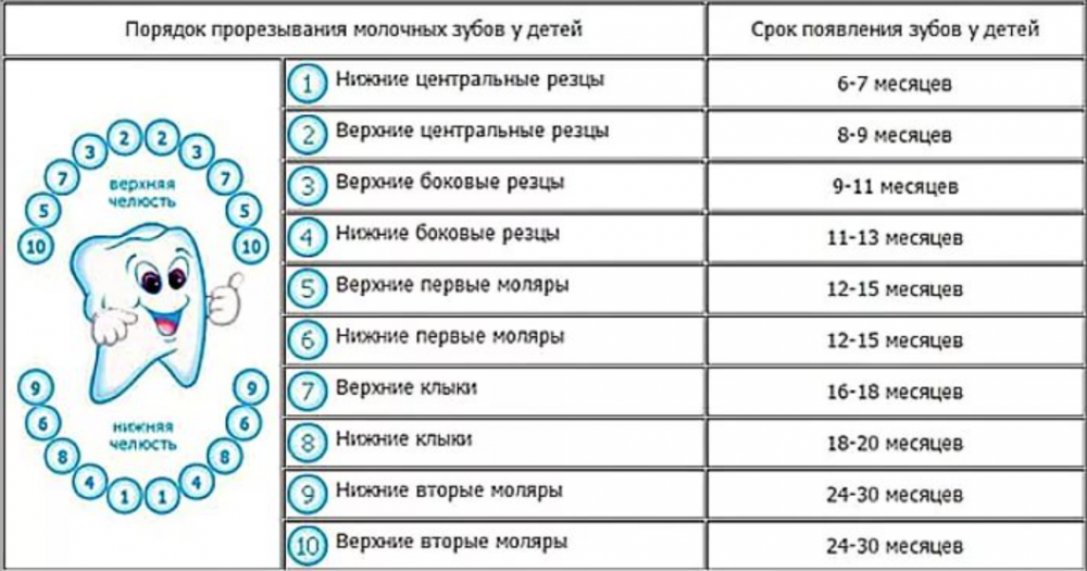 Когда появляются первые зубки. Зубы у ребенка порядок прорезывания сроки. Таблица прорезывания зубов у детей. Зубки у малышей порядок прорезания схема. Время прорезывания зубов у детей таблица молочных.