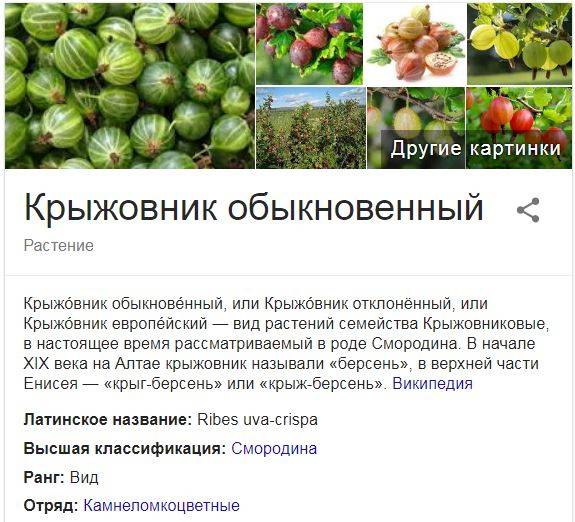 Ягоды и фрукты при грудном вскармливании: малина, крыжовник, сливы, персики