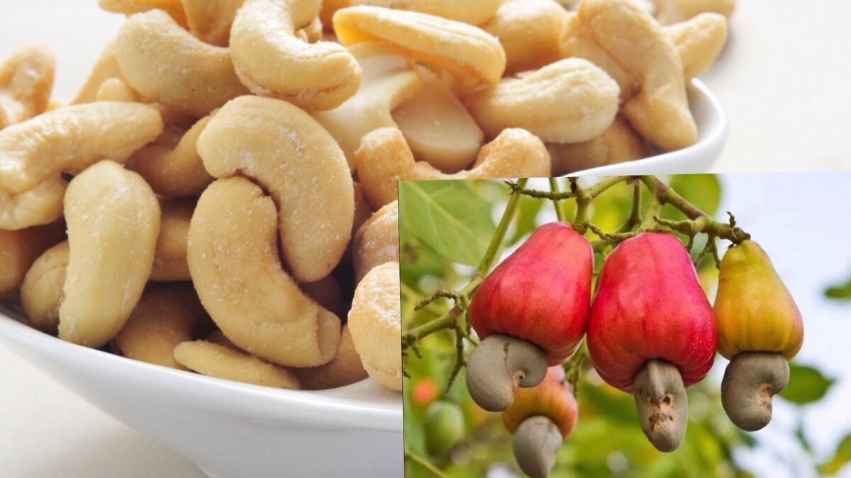 Кешью орехи полезные для женщин и противопоказания. Орехи кешью орехи кешью. Орехи кешью, 200 гр. Королевский кешью. Кешью и фундук.