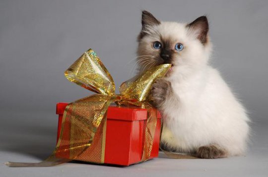 Что подарить коту или кошке на день рождения своими руками?