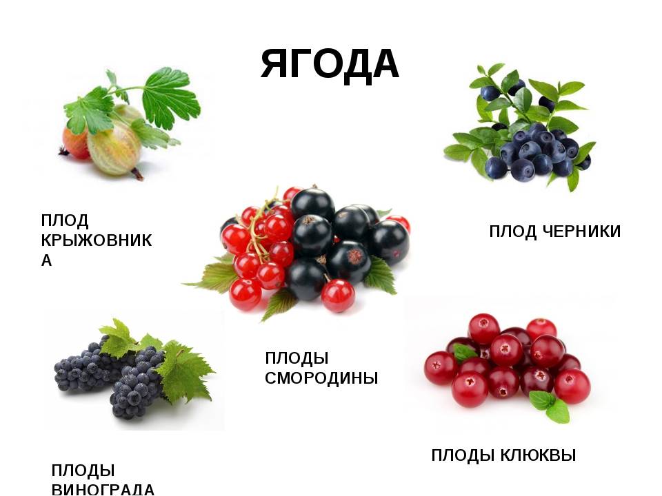 Ягодка характеристика. Ягода примеры. Плод ягода примеры растений. Разновидности ягод. Ягодные растения примеры.