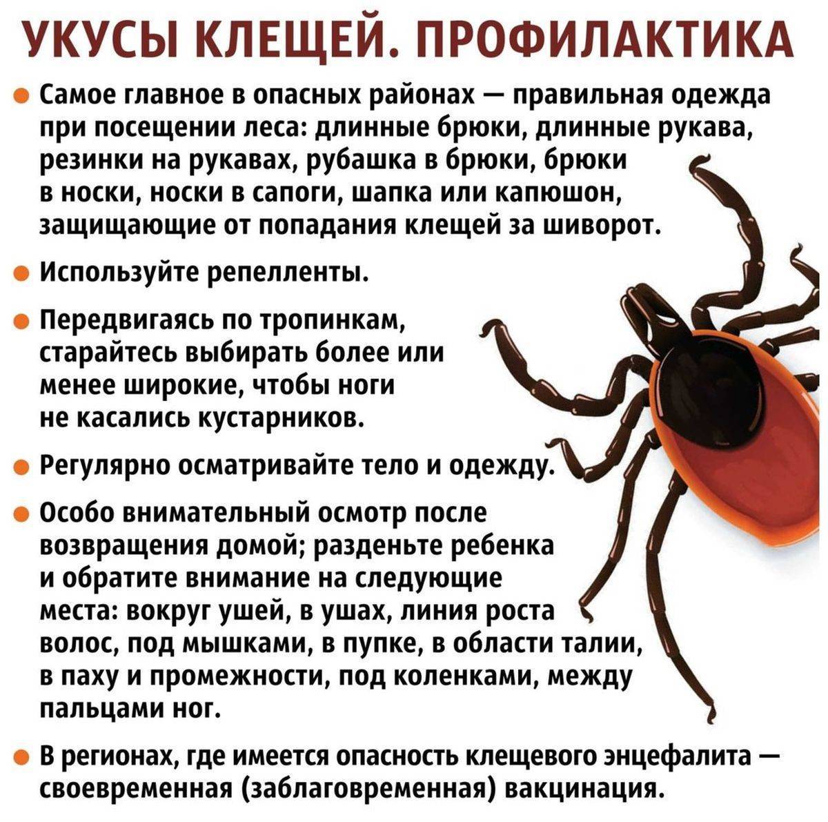 Клещевой энцефалит. как защитить ребенка?