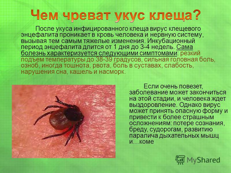 Клещевой энцефалит: коварный враг притаился в кустах