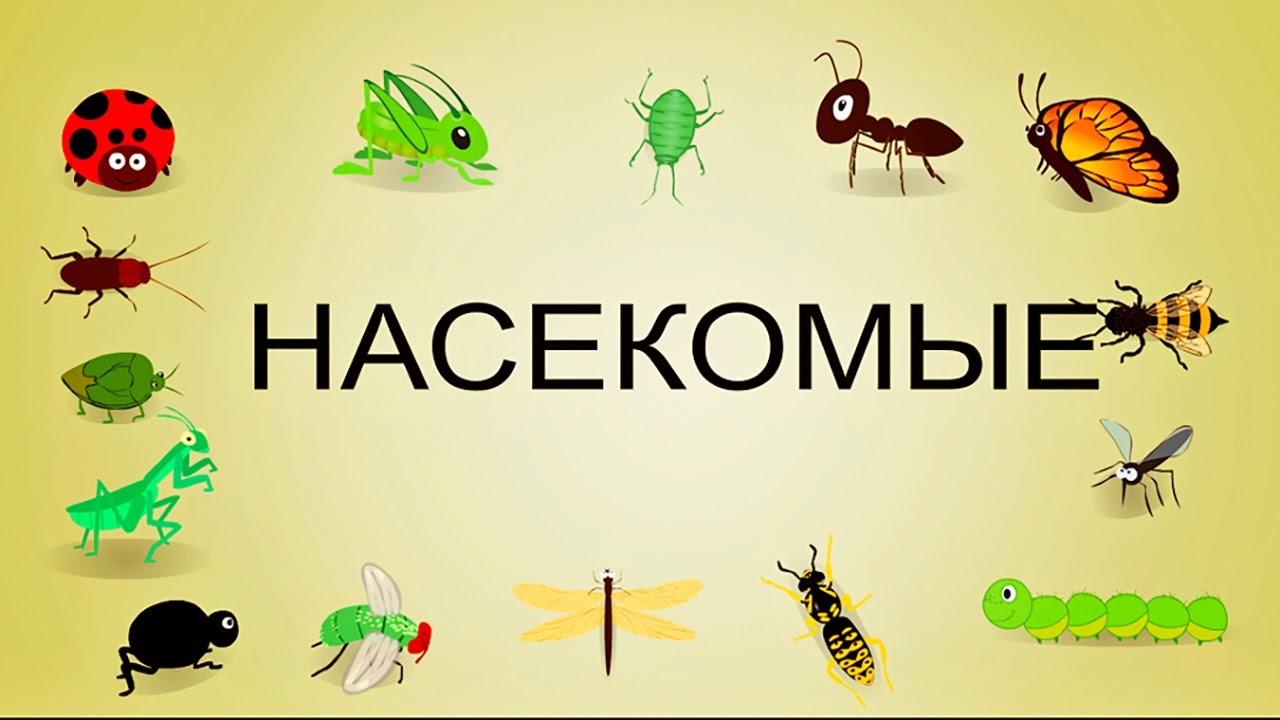 Карточки глена домана и его методика раннего развития для самых маленьких: описание, инструкции