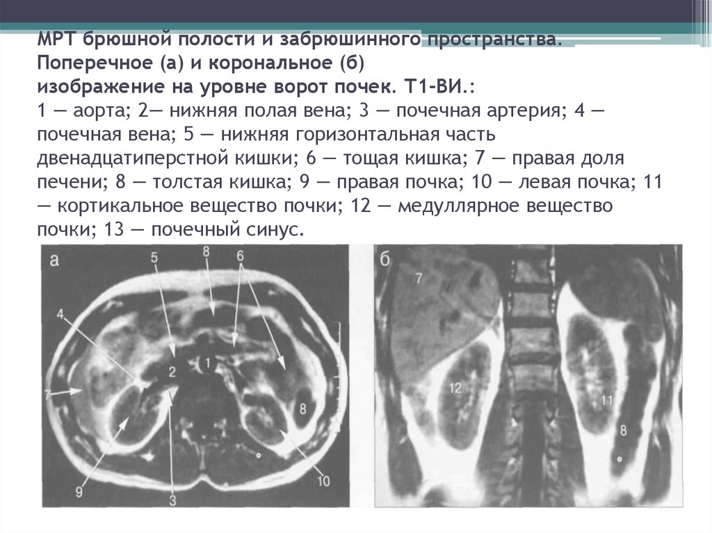 Брюшная полость что входит на узи