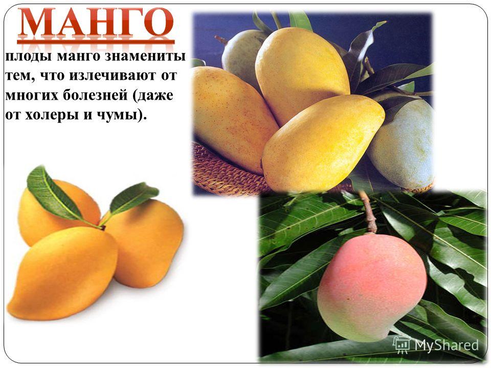 Фрукт манго и масло манго: польза и вред при беременности