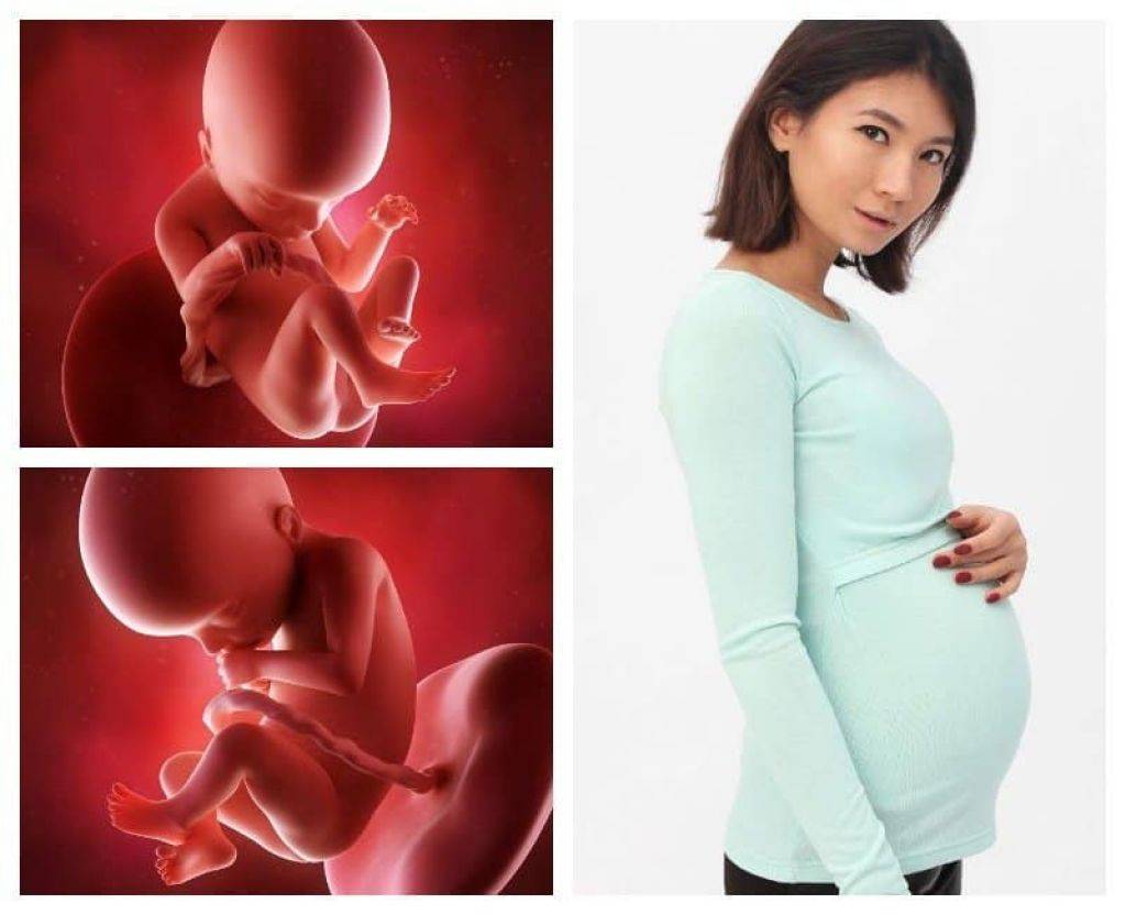 20 недель беременности | клиника ведения беременности в пятигорске