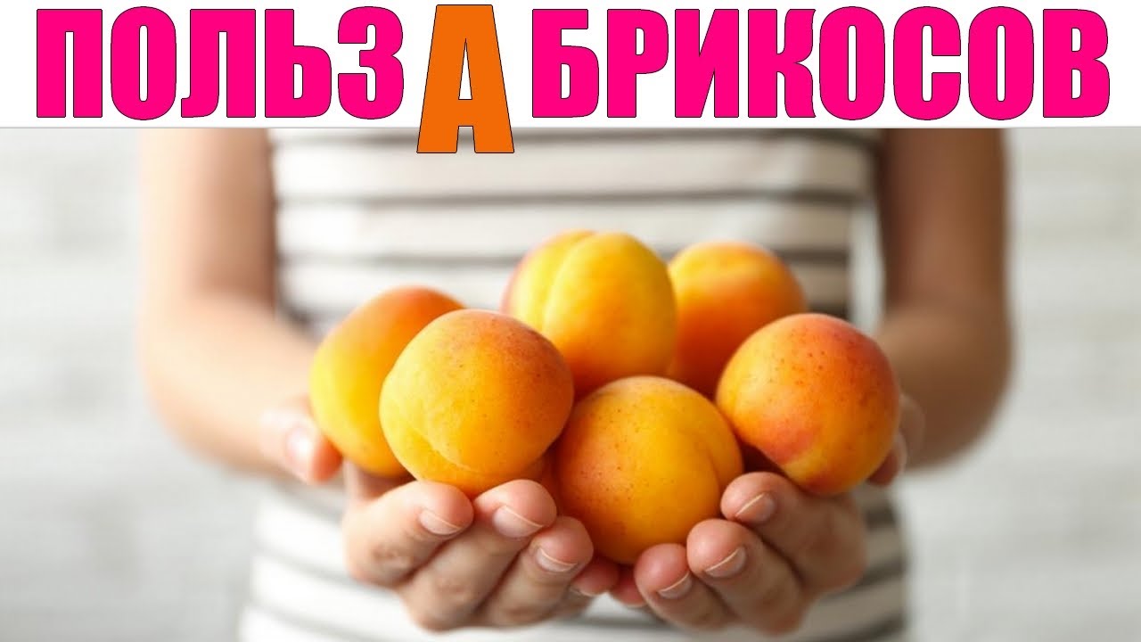 Абрикос: это ягода или фрукт, состав, польза, вред, как выбрать и есть