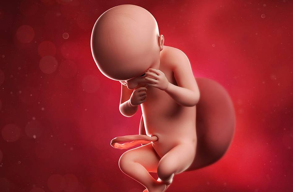 30 неделя беременности: сколько это месяцев, что происходит с малышом и мамой, как развивается плод?