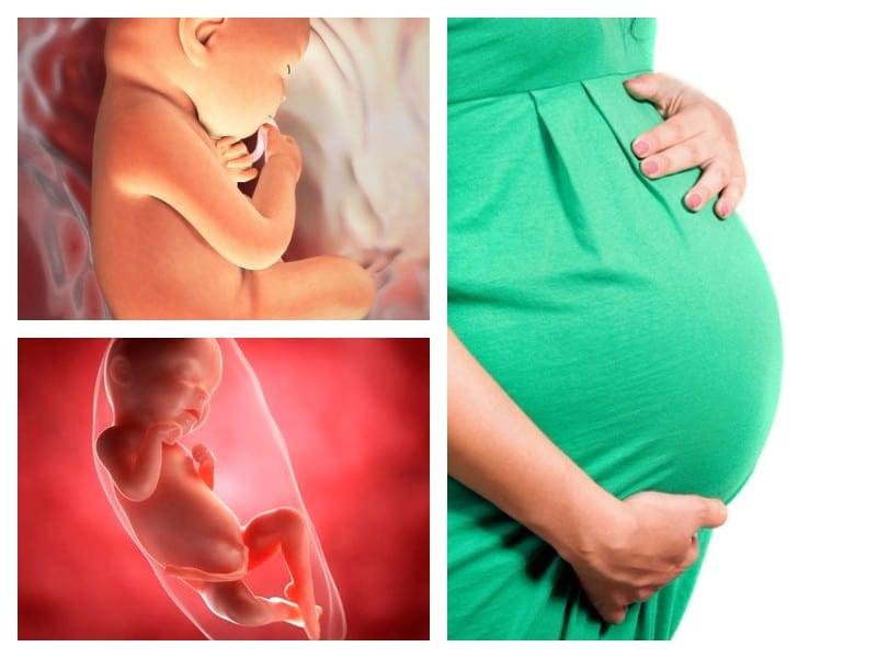 Беременность 8-12 неделя. рост ребёнка на 1 триместре беременности