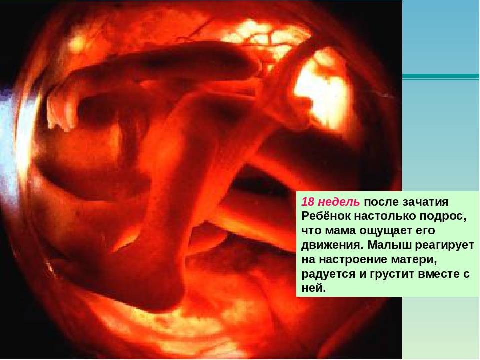 18 неделя беременности — время завершения гормональной перестройки в организме женщины и начало активных шевелений ребенка