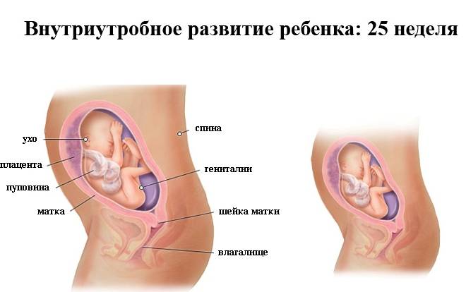24-25 недель беременности | клиника ведения беременности в пятигорске