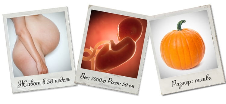В см 38 недель. Эмбрион на 38 неделе беременности. 38 Неделя беременности вес. Размеры плода на 38 неделе беременности. Вес плода в 38 недель беременности.
