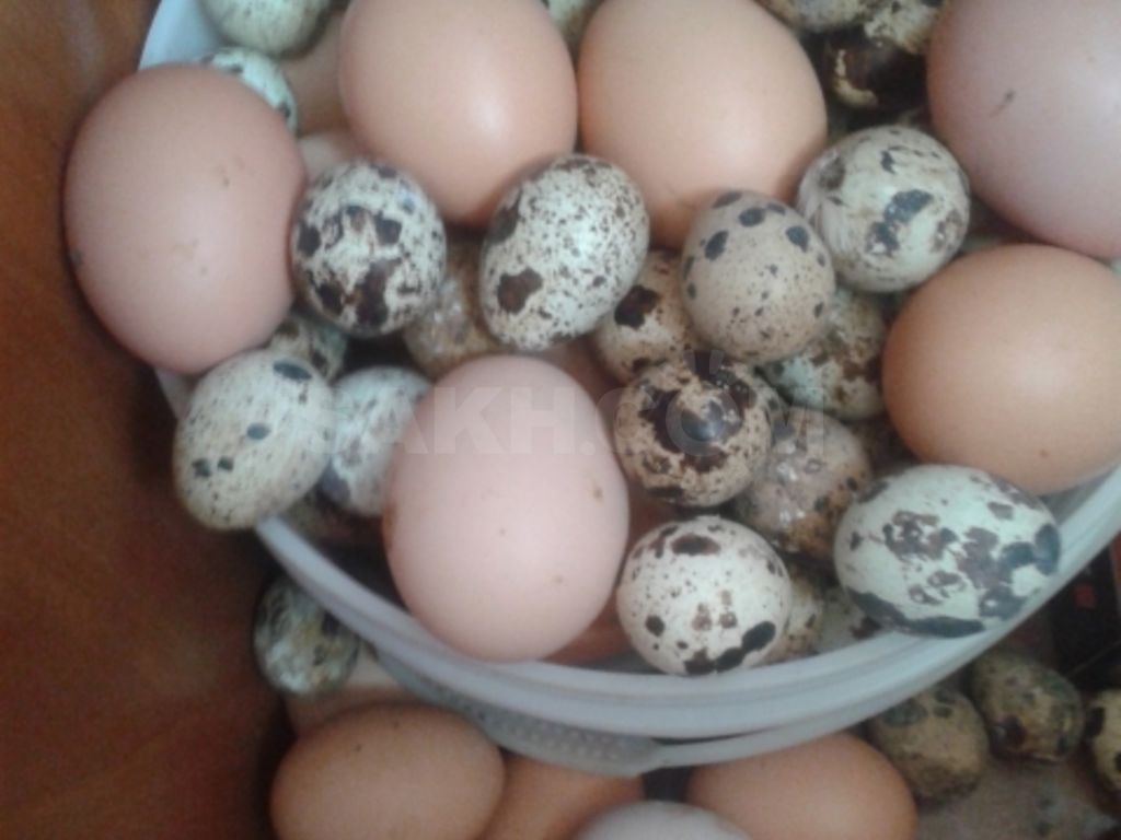 Можно ли яйца при грудном вскармливании в первый месяц и далее, в каком виде их употреблять кормящей маме