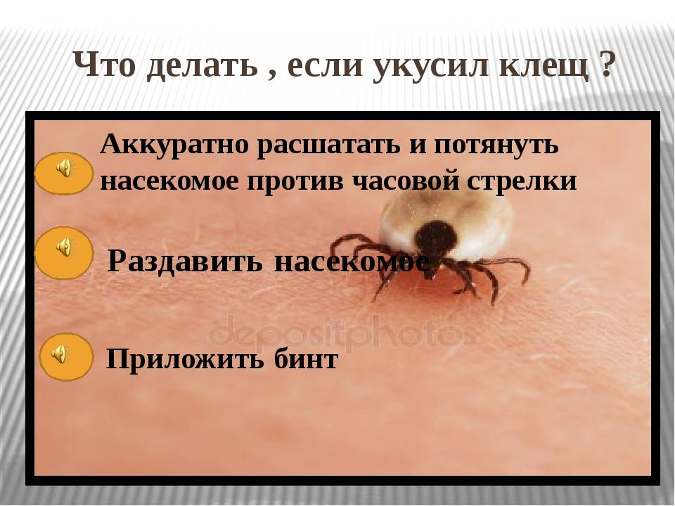 Болезни после укуса клещей | университетская клиника