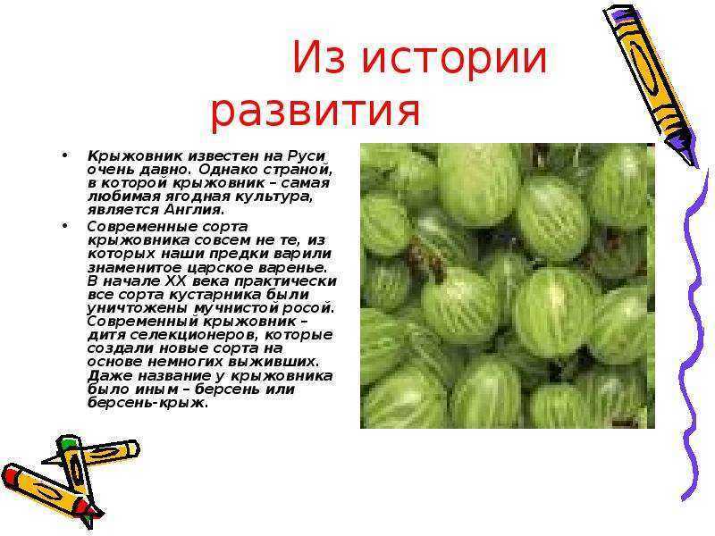 Диета кормящей мамы в первые месяцы