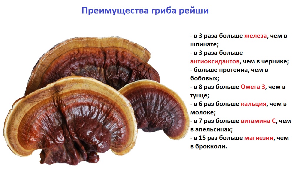 Ганодерма: фото, описание, лечебные свойства, противопоказания, польза и вред гриба